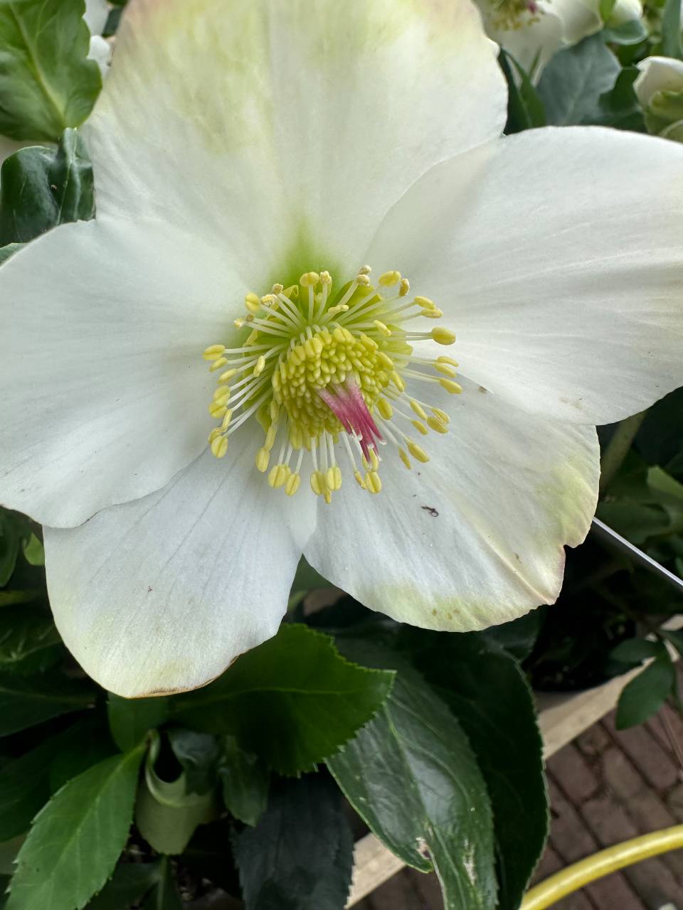 Helleborus koudenburg